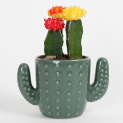 Vasinho para Plantas Suculentas ou Cactus em Formato de Cactus Cerâmica