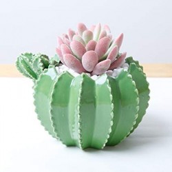 Vasinho para Plantas Suculentas ou Cactus Formato de Cactus