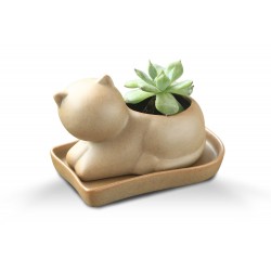 Mini Vaso Decorativos Gatinhos Suculentas ou Cactus Cerâmica