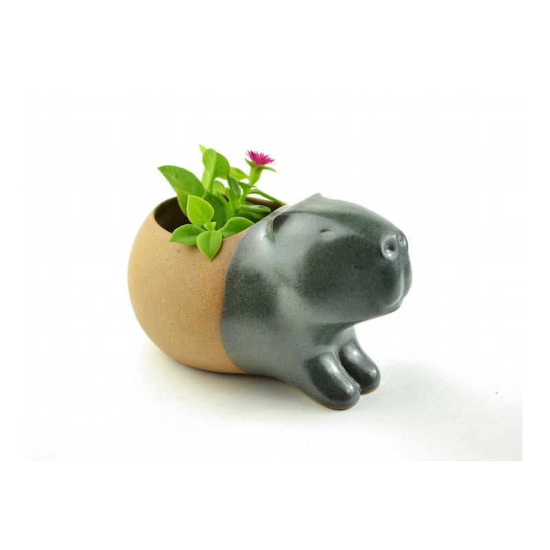 Mini Vaso de Plantas Suculentas Cactus Formato Capivara Mini Vaso de Plantas Suculentas Cactus Formato Capivara