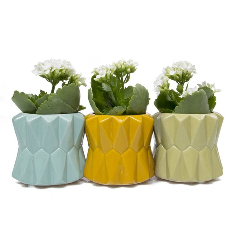 Conjunto de Vasos para Plantas Suculentas e Cactus Coloridos