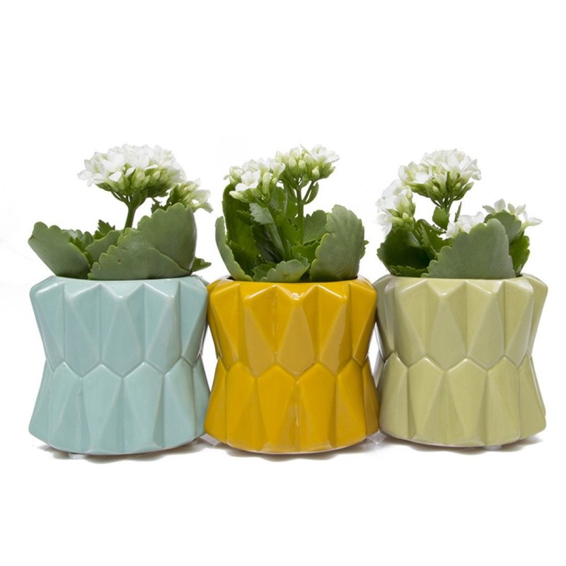 Conjunto de Vasos para Plantas Suculentas e Cactus Coloridos Conjunto de Vasos para Plantas Suculentas e Cactus Coloridos