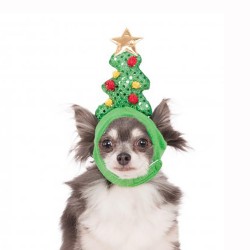 Fantasia natalina para cães...